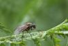 Helina impuncta